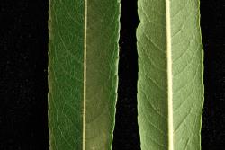 Salix ×rubra. Upper (left) and lower leaf surfaces.
 Image: D. Glenny © Landcare Research 2020 CC BY 4.0